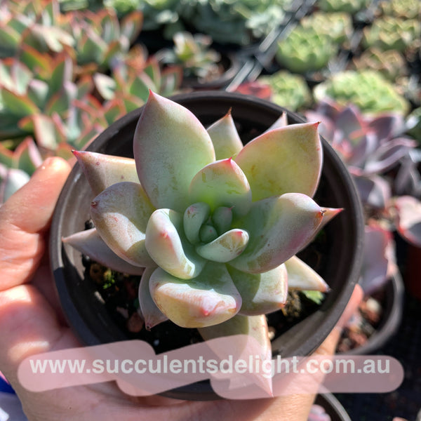 Echeveria Mexican Giant 墨西哥巨人