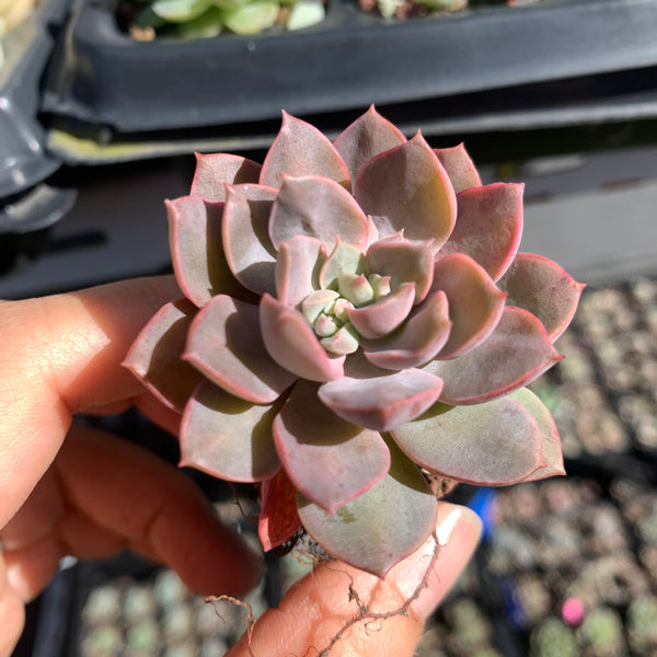 Echeveria Purple Card 紫卡