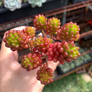 3x cuttings Sedum rubrotinctum Redberry 红色浆果砍头