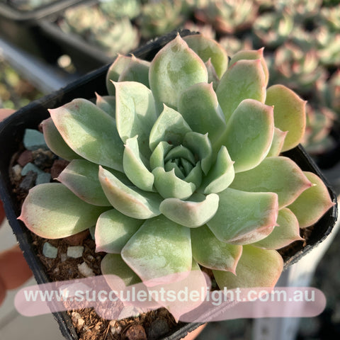 Echeveria Firefly 萤火 - Succulents Delight 2022 New Hybrid