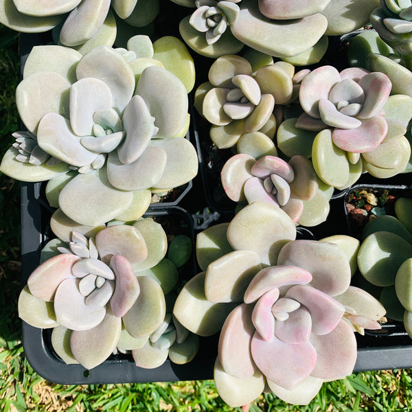 Graptopetalum Roma 三色诺玛