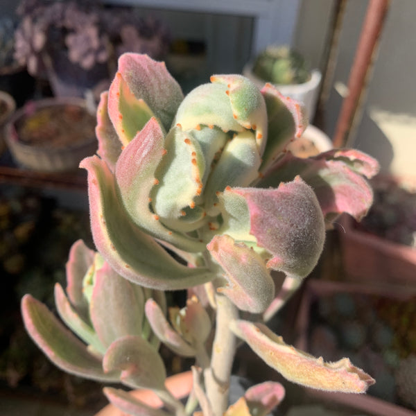 Kalanchoe tomentosa Variegated 月兔耳锦