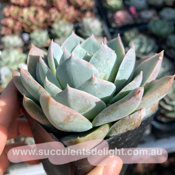 Sedum suaveolens aka Sedeveria blue lotus 木樨甜心