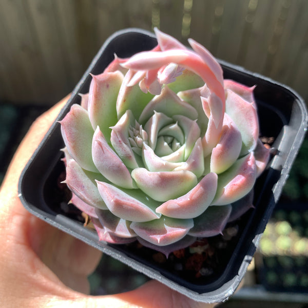 Echeveria Rose Moon 沁心