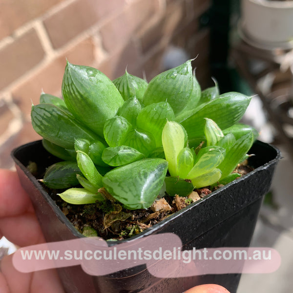 Haworthia Cooperi sp Suzhou cluster (no variegation) 苏州玉露锦（退锦）