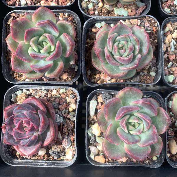 Echeveria Amethyst Rose 紫水晶玫瑰