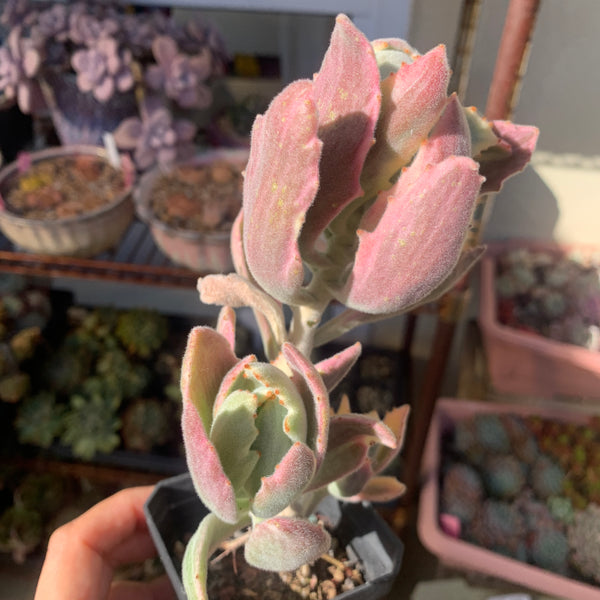 Kalanchoe tomentosa Variegated 月兔耳锦