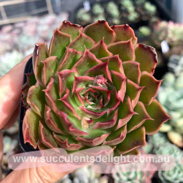 Echeveria Purple Butterfly 紫蝴蝶