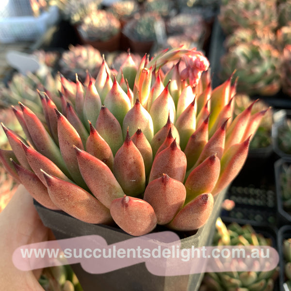 Echeveria Ebony zaragozae 绿爪x乌木