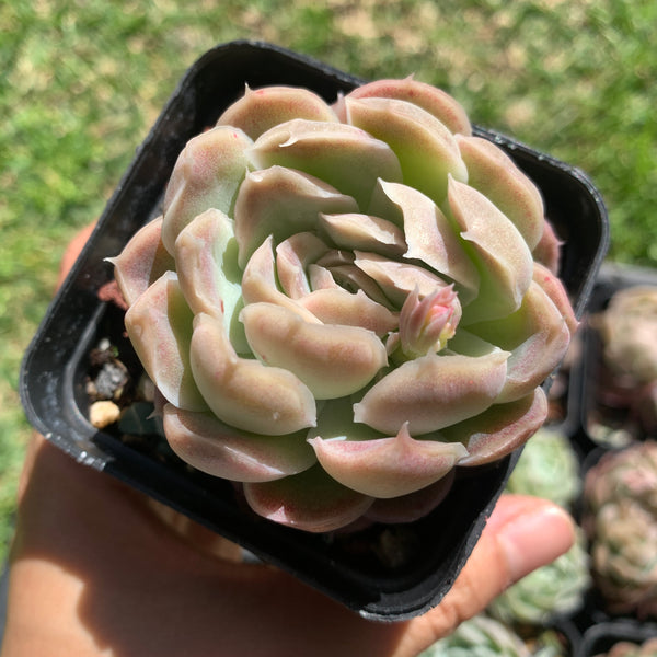 Echeveria Elegans Tide Moon 汐月月影 - Succulents Delight 2022 New Hybrid