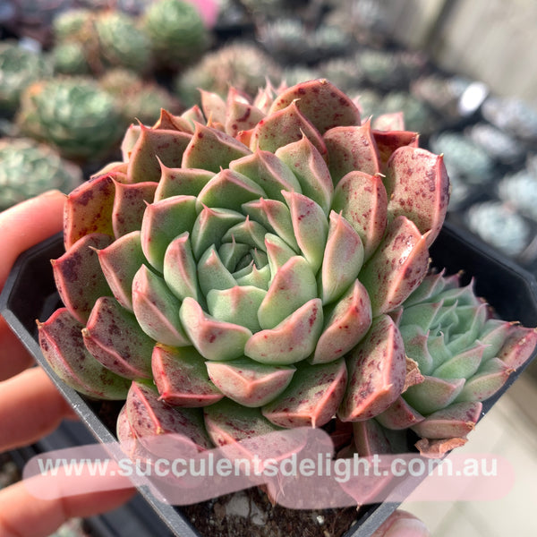 Echeveria Emerald Jade 翡翠玉