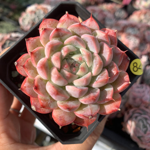 Echeveria Strawberry Ice Cream 草莓雪糕