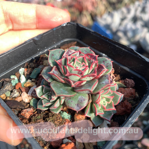 Echeveria Halo 光晕