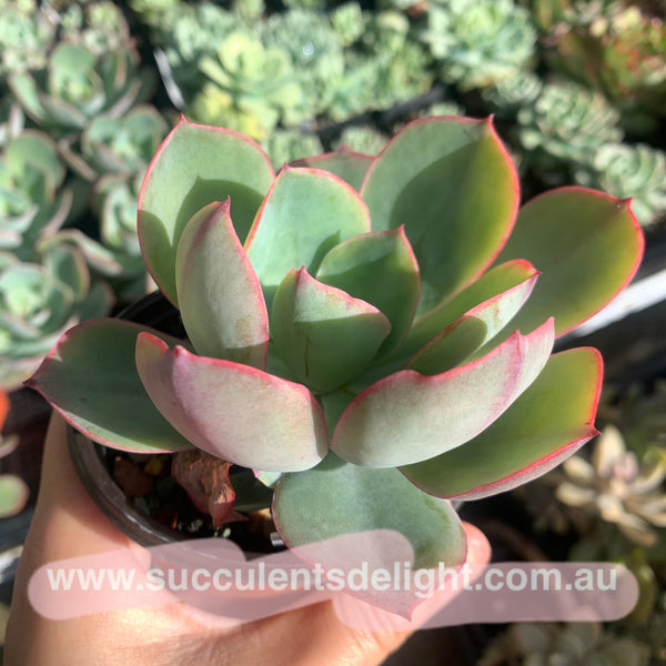 Echeveria White Rose 白玫瑰