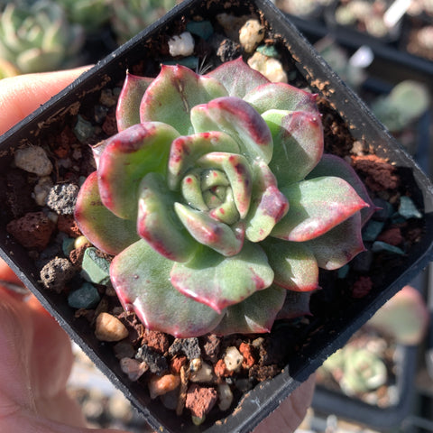 Echeveria Fantastic Light 奇异光芒