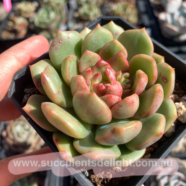 Echeveria Lollipop 棒棒糖（糖心）Succulents Delight New Hybrid