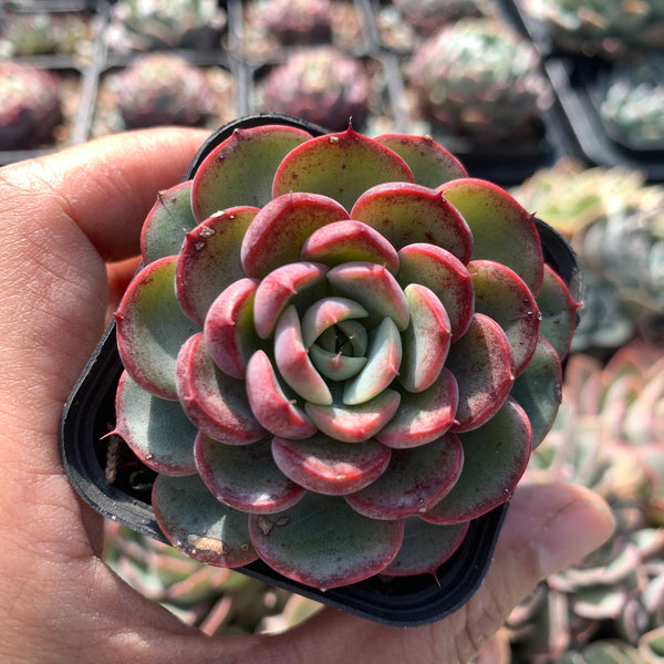 Echeveria Purple Rain (raindrop hybrid) 紫雨(雨滴杂）
