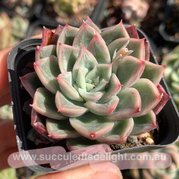 Echeveria Soul Light (with pattern lines) 灵光 （暗纹系）- Succulents Delight 2022 New Hybrid