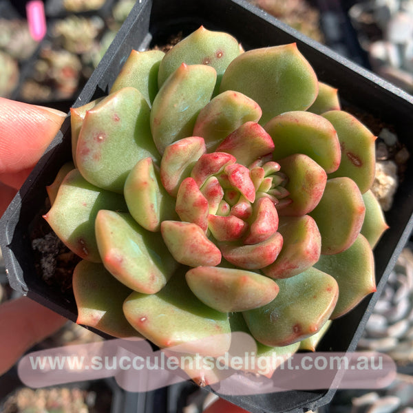 Echeveria Lollipop 棒棒糖（糖心）Succulents Delight New Hybrid