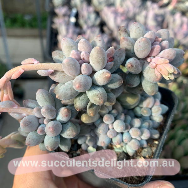 Pachyphytum Machucae aka Baby finger 婴儿手指