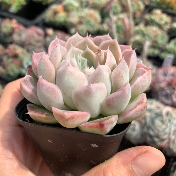 Echeveria Queen of Silversea 银海女王