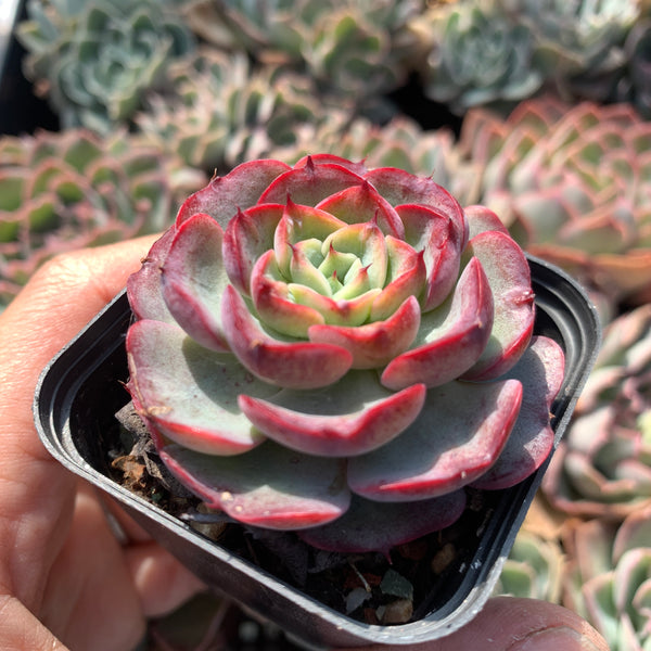 Echeveria Purple Rain (raindrop hybrid) 紫雨(雨滴杂）