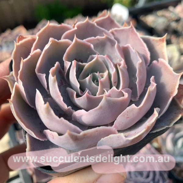 Echeveria Purple Naruto 紫火影