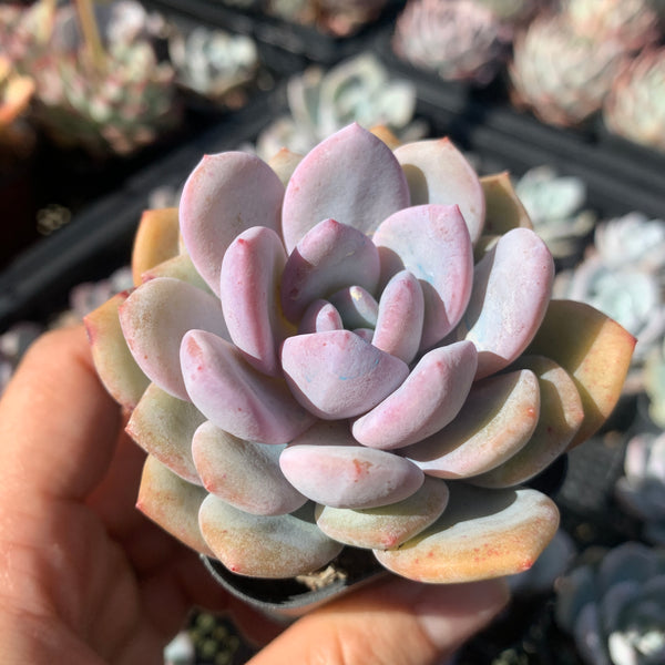 Echeveria Snow Angel 雪天使