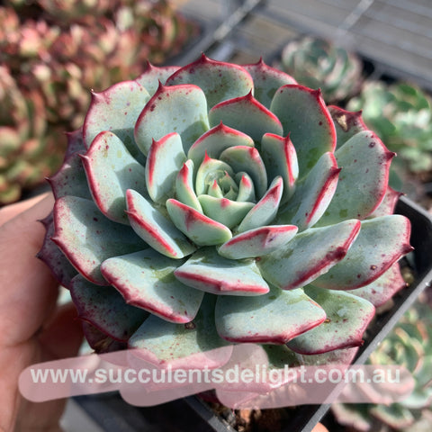 Echeveria Hot Wheels 风火轮 - Succulents Delight 2022 New Hybrid