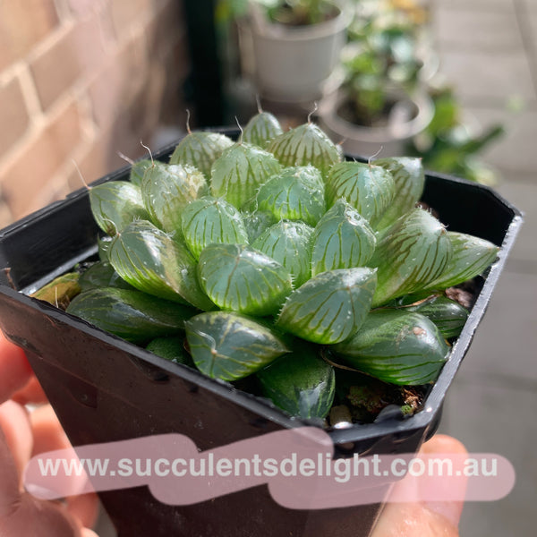 Haworthia Cooperi sp red silk 红丝姬玉露