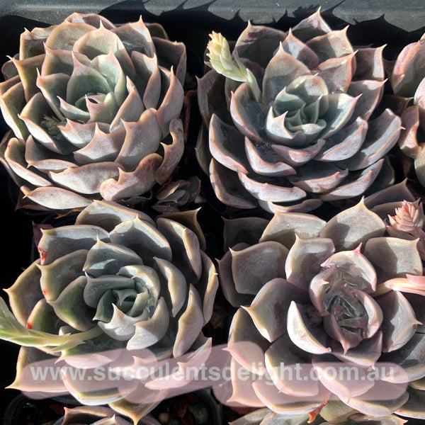 Echeveria Galaxy Velvet 星河绒 Succulents Delight New Hybrid