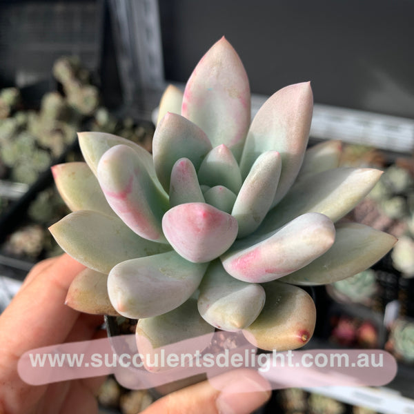 Graptoveria Opalina 奥普琳娜