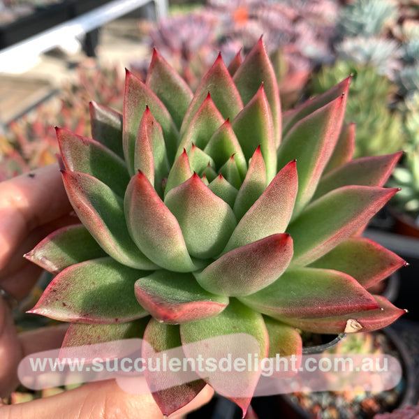 Echeveria Agavoides Red Wax 红蜡东云