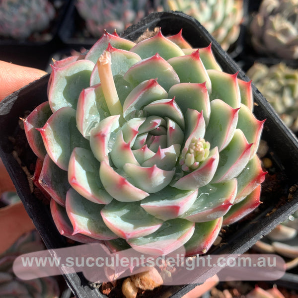 Echeveria Pink Barbie 粉芭比娃娃 Succulents Delight  New Hybrid