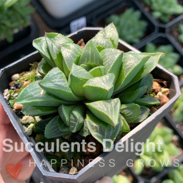 Haworthia Retusa var. Mutica Cluster 缪特克寿