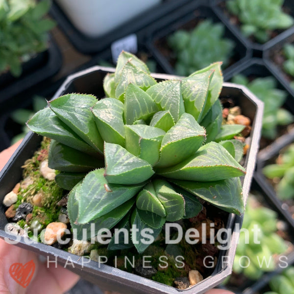 Haworthia Retusa var. Mutica Cluster 缪特克寿