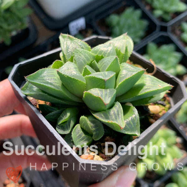 Haworthia Retusa var. Mutica Cluster 缪特克寿