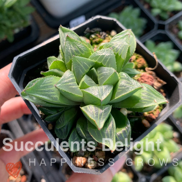 Haworthia Retusa var. Mutica Cluster 缪特克寿