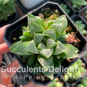 Haworthia Retusa var. Mutica Cluster 缪特克寿