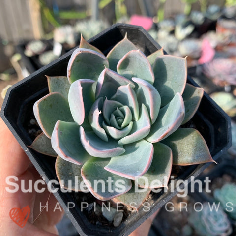 Echeveria Crescent Bay 月牙湾