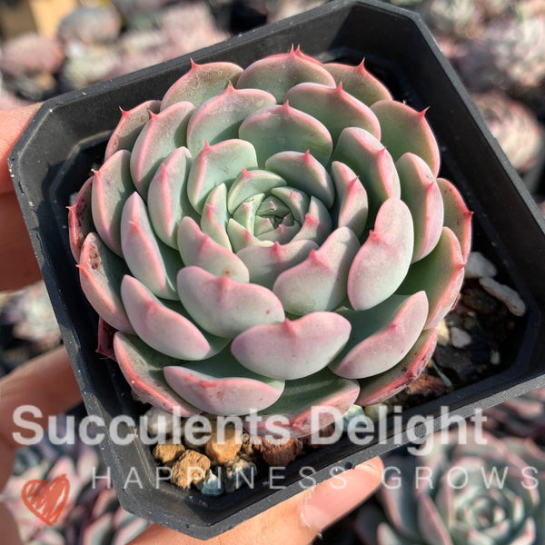 Echeveria Tuxpan Pinwheel x Alba Mini 纸风车美妮