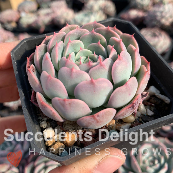 Echeveria Tuxpan Pinwheel x Alba Mini 纸风车美妮