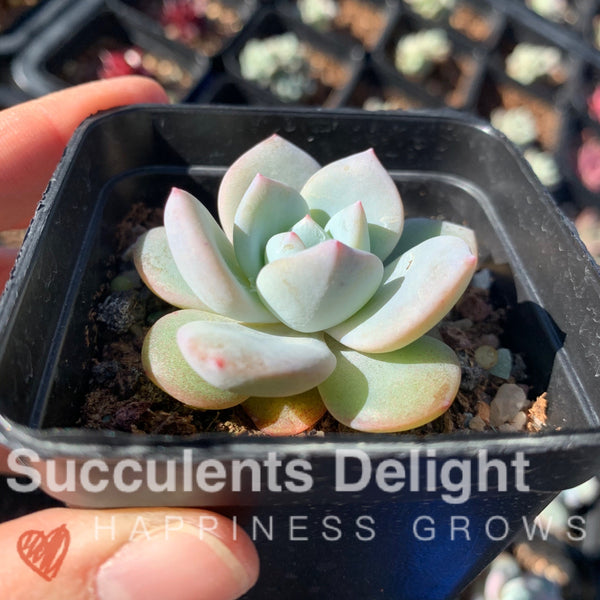 Echeveria Monroe x Lauii 梦雪