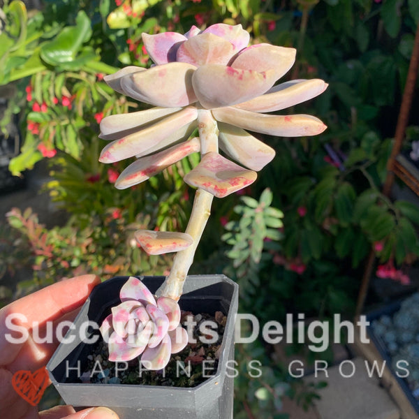 Graptopetalum Purple Delight 紫悦 紫乐