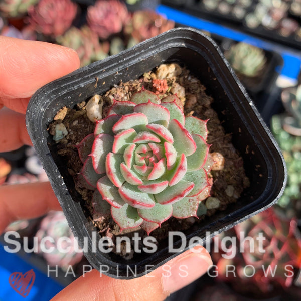 Echeveria the red riding hook 小红姬