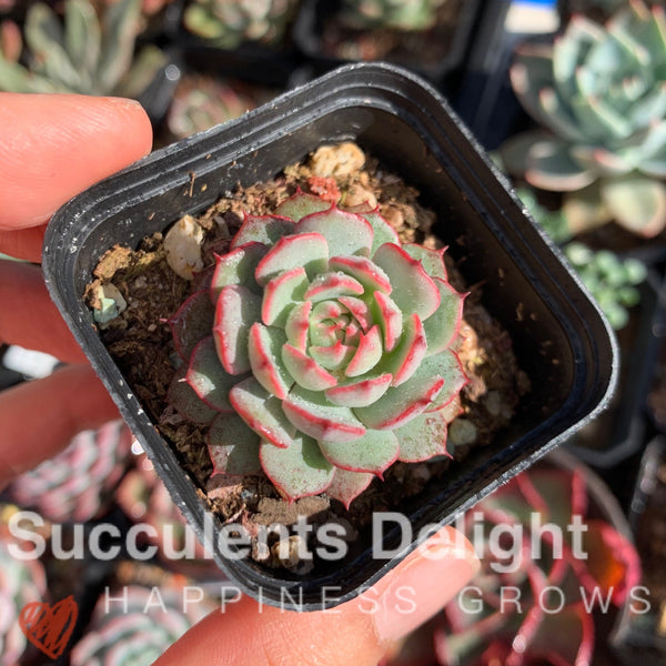 Echeveria the red riding hook 小红姬