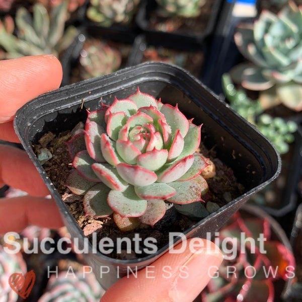 Echeveria the red riding hook 小红姬