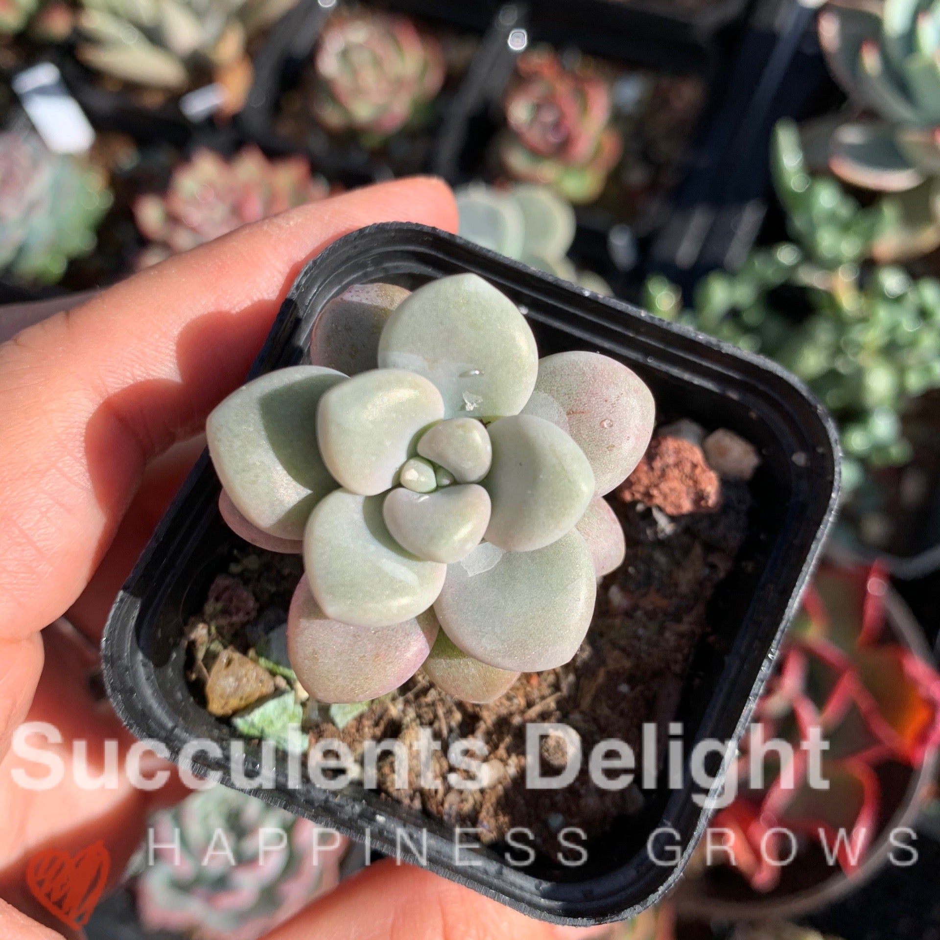 Graptopetalum Ellen 艾伦