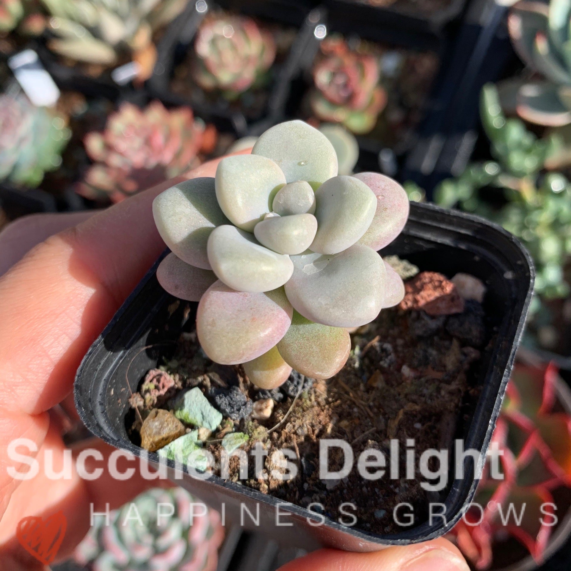 ellen succulent Graptopetalum Ellen 艾伦– Succulents Delight