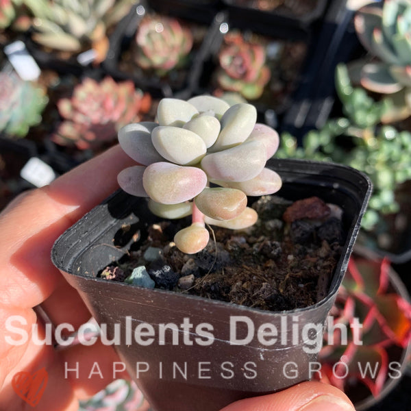 Graptopetalum Ellen 艾伦